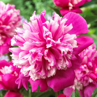 Pfingstrose Paeonia 'Celebrity' lila-rosa - Wurzelnackte Pflanzen - Winterhart - Alle Gartenstauden