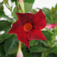 3x Chilenischer Jasmin Mandavilla 'Vogue Audry' rot - Alle Gartenpflanzen mit Topf