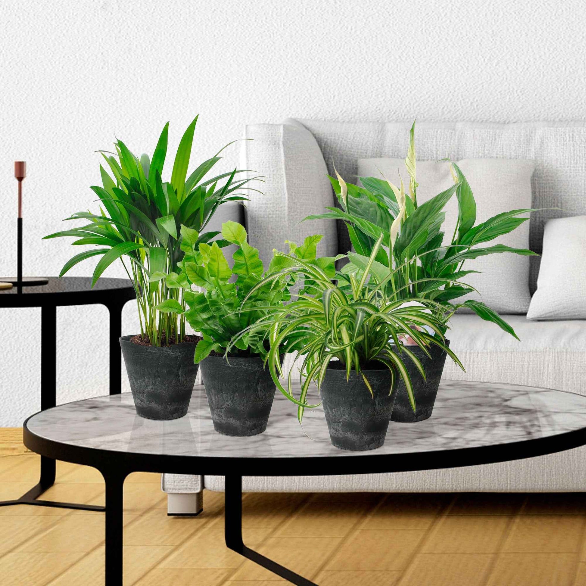 4x Luftreinigende Pflanzen - Mischung  inkl. Artstone-Ziertöpfe Schwarz - Beliebte grüne Zimmerpflanzen