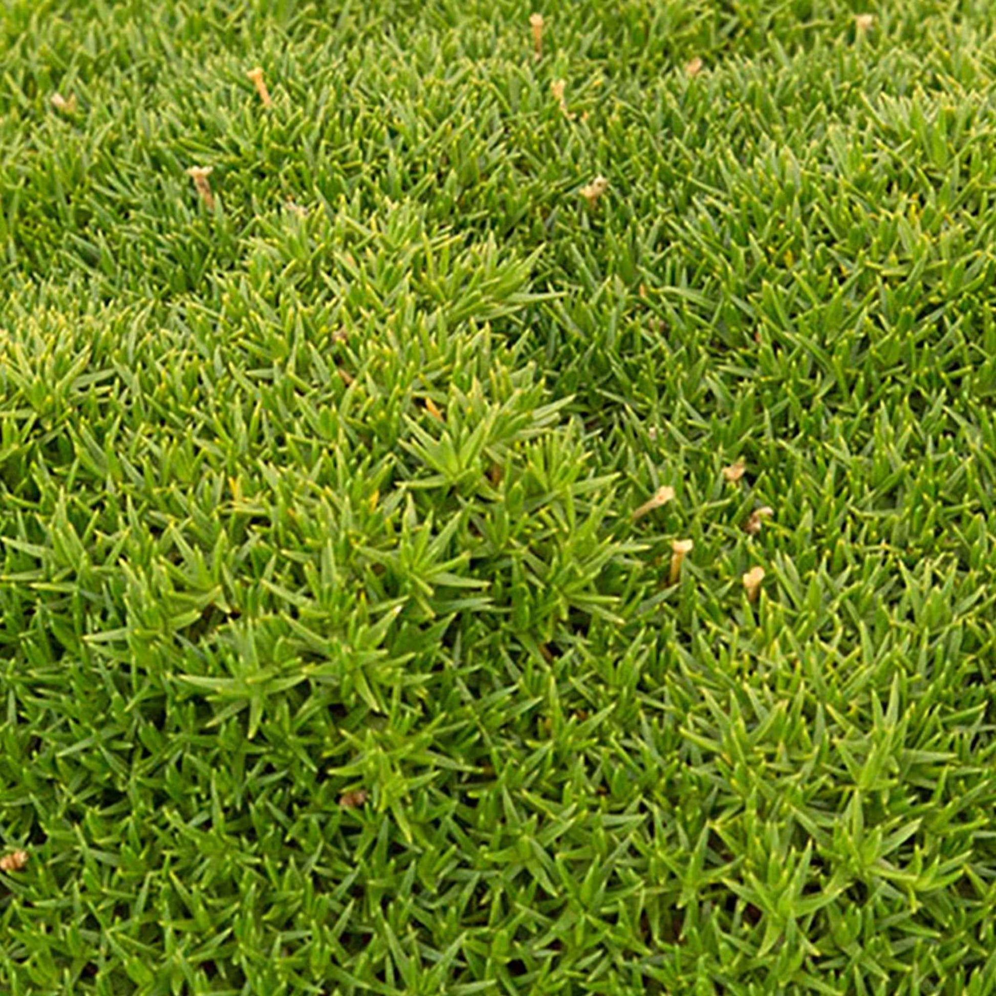 Match & Moss 'Pine Green' - Winterhart - Gartenpflanzen