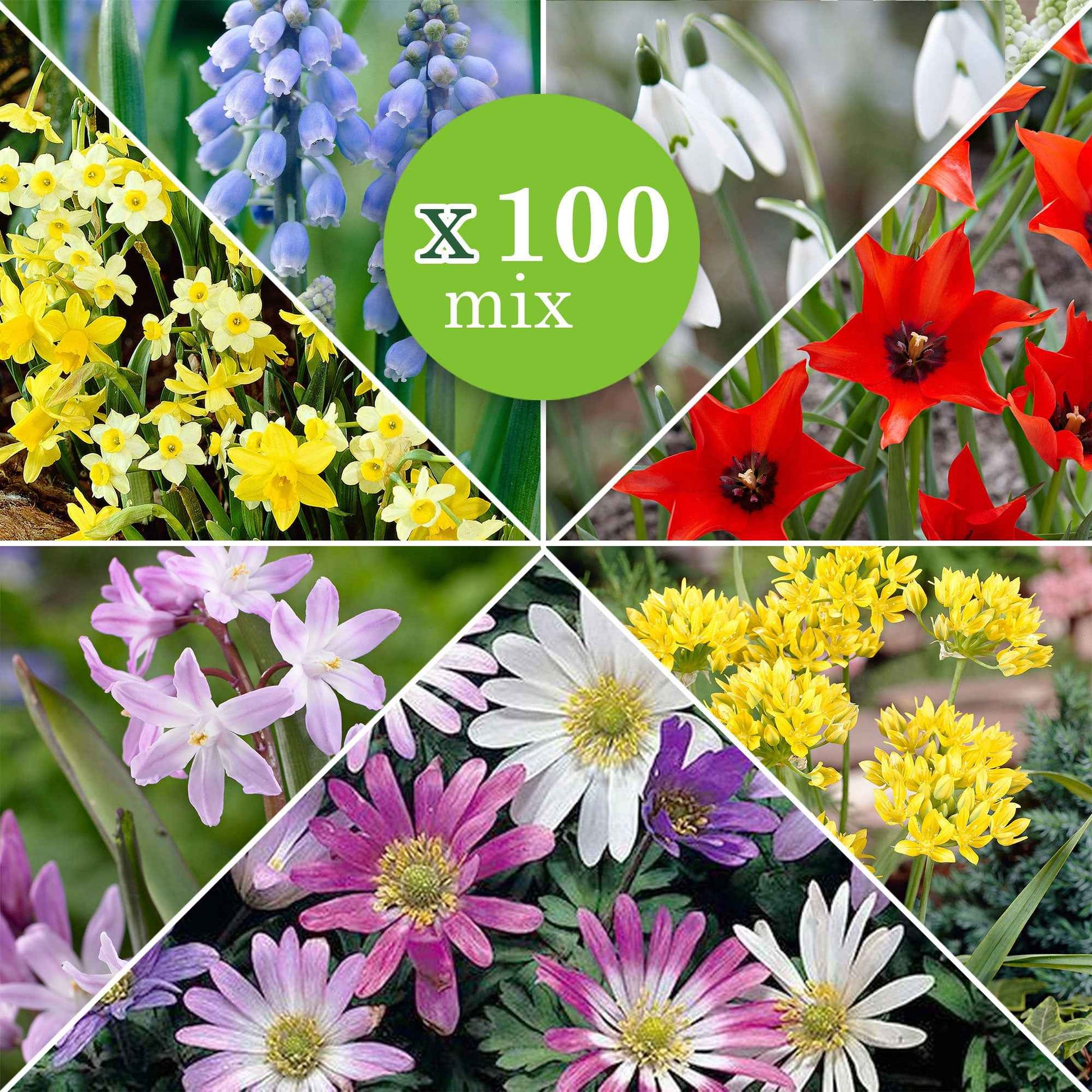 100x Blumenzwiebeln - Mischung '6 Monate lang Blumen' Gemischt - Alle Blumenzwiebeln