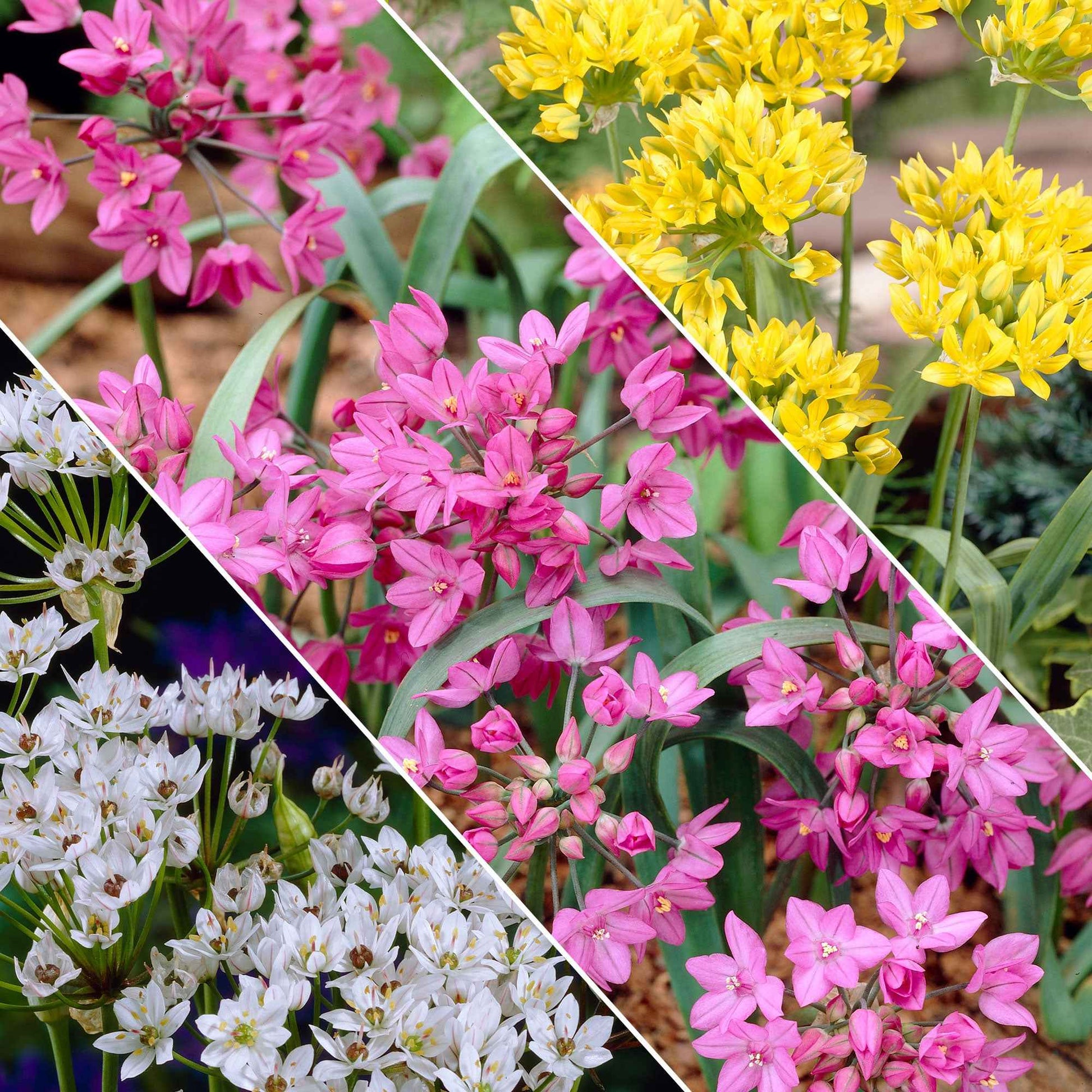 200x Zierzwiebel Allium - Mischung 'Butterfly' gelb-weiβ-rosa Gelb-Weiß-Rosa - Alle beliebten Blumenzwiebeln
