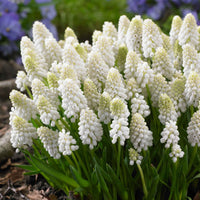 40x Weiße Traube Muscari 'White Magic' weiβ - Bienen- und schmetterlingsanziehende Blumenzwiebeln