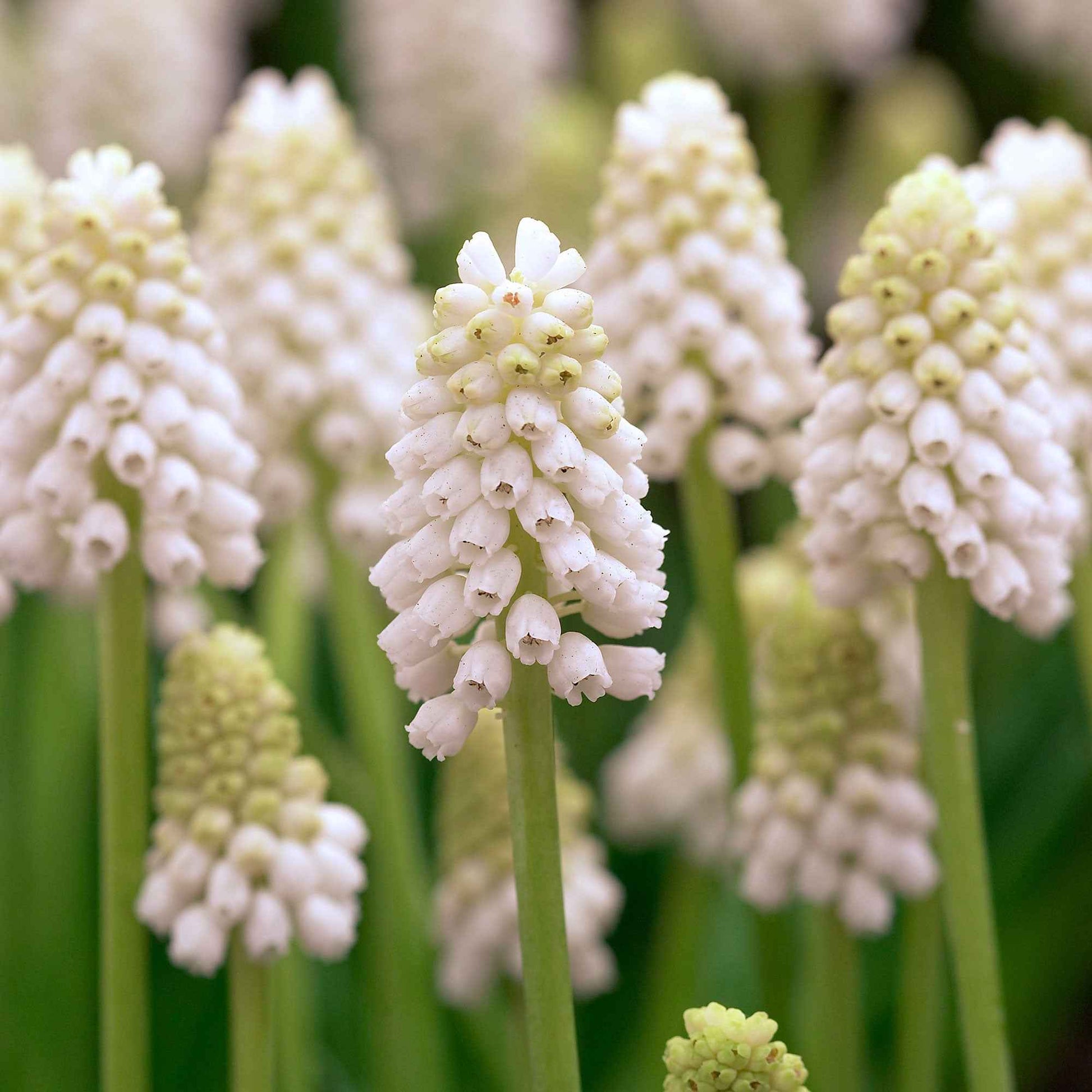 40x Weiße Traube Muscari 'White Magic' weiβ - Alle Blumenzwiebeln