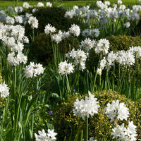 10x Narzisse Narcissus 'Paperwhite' weiβ - Alle Blumenzwiebeln