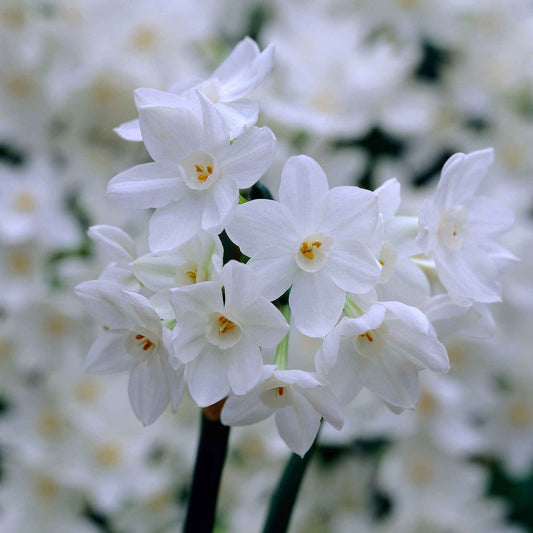 10x Narzisse Narcissus 'Paperwhite' weiβ - Alle beliebten Blumenzwiebeln