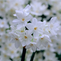 10x Narzisse Narcissus 'Paperwhite' weiβ - Beliebte Blumenzwiebeln