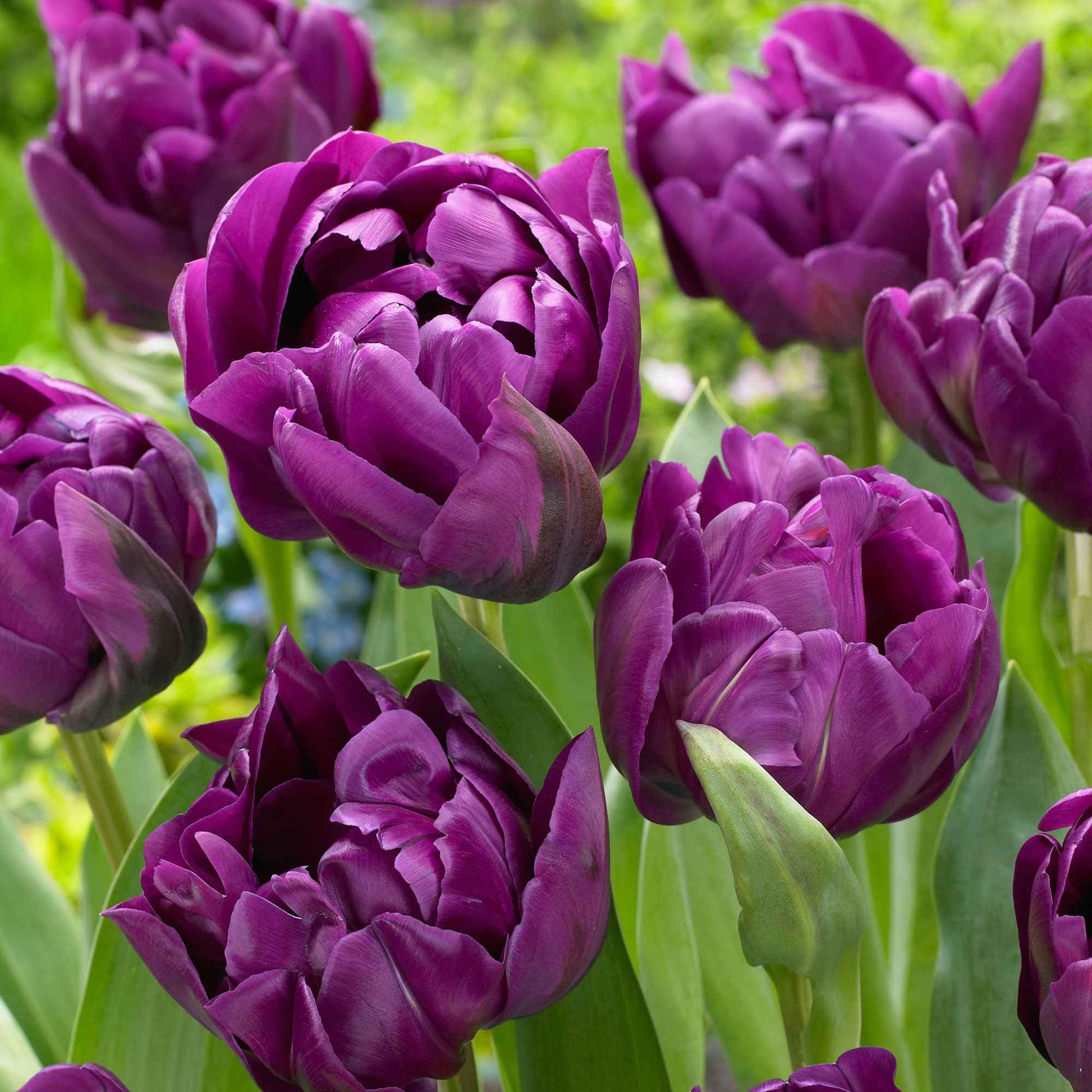 18x Tulpen Tulipa 'Negrita Double' lila - Blumenzwiebeln Frühlingsblüher