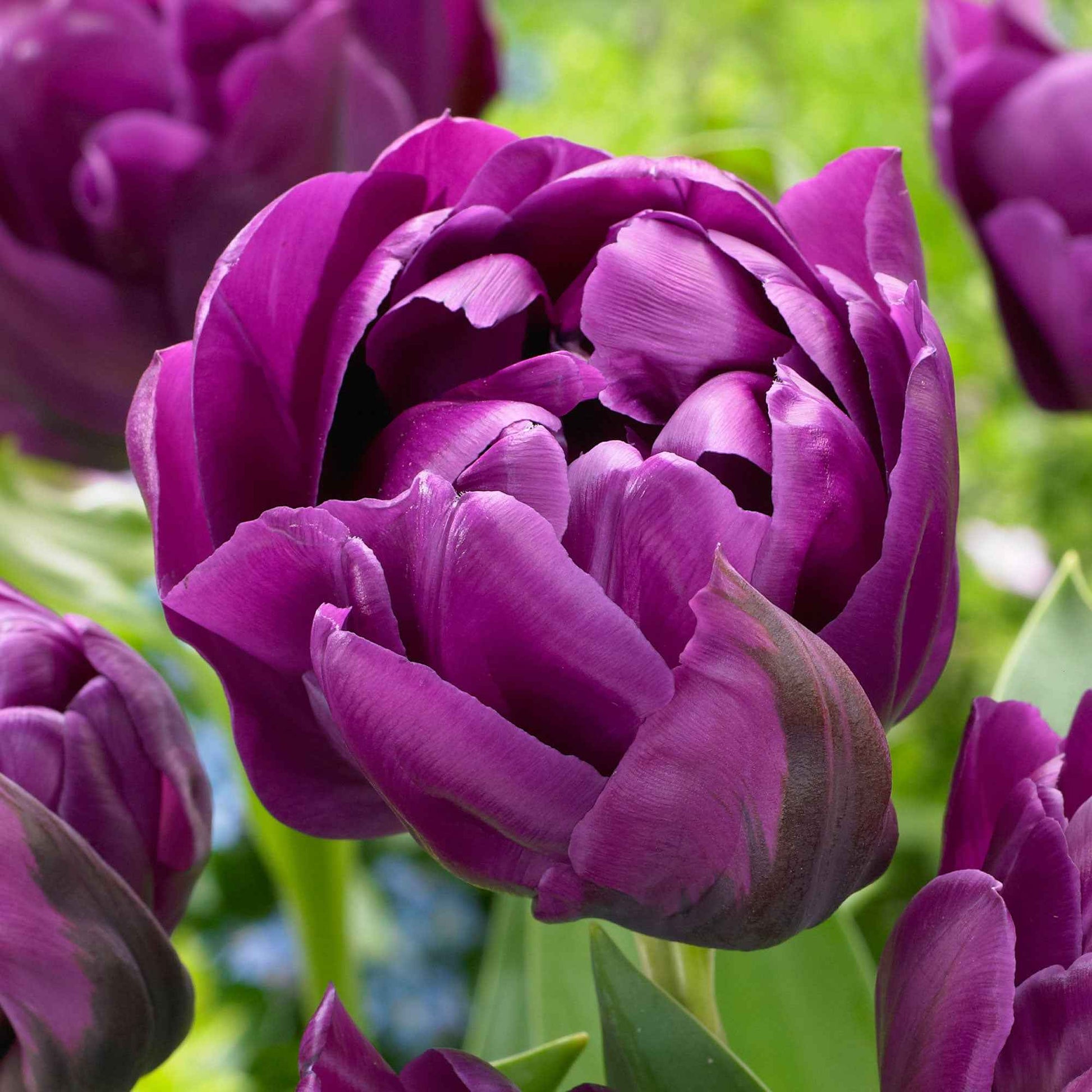 18x Tulpen Tulipa 'Negrita Double' lila - Beliebte Blumenzwiebeln