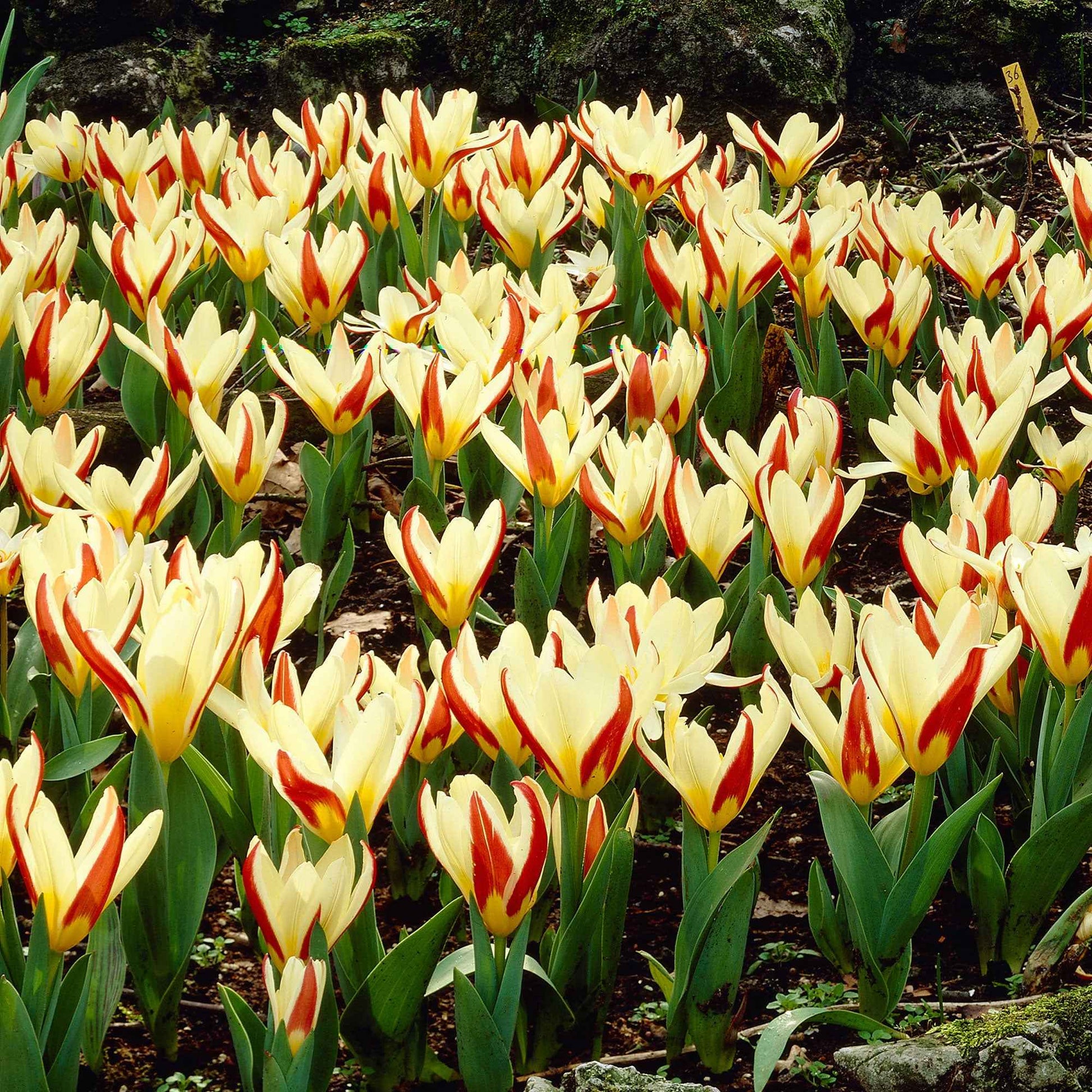 18x Tulpen Tulipa 'The First' rot - Alle Blumenzwiebeln