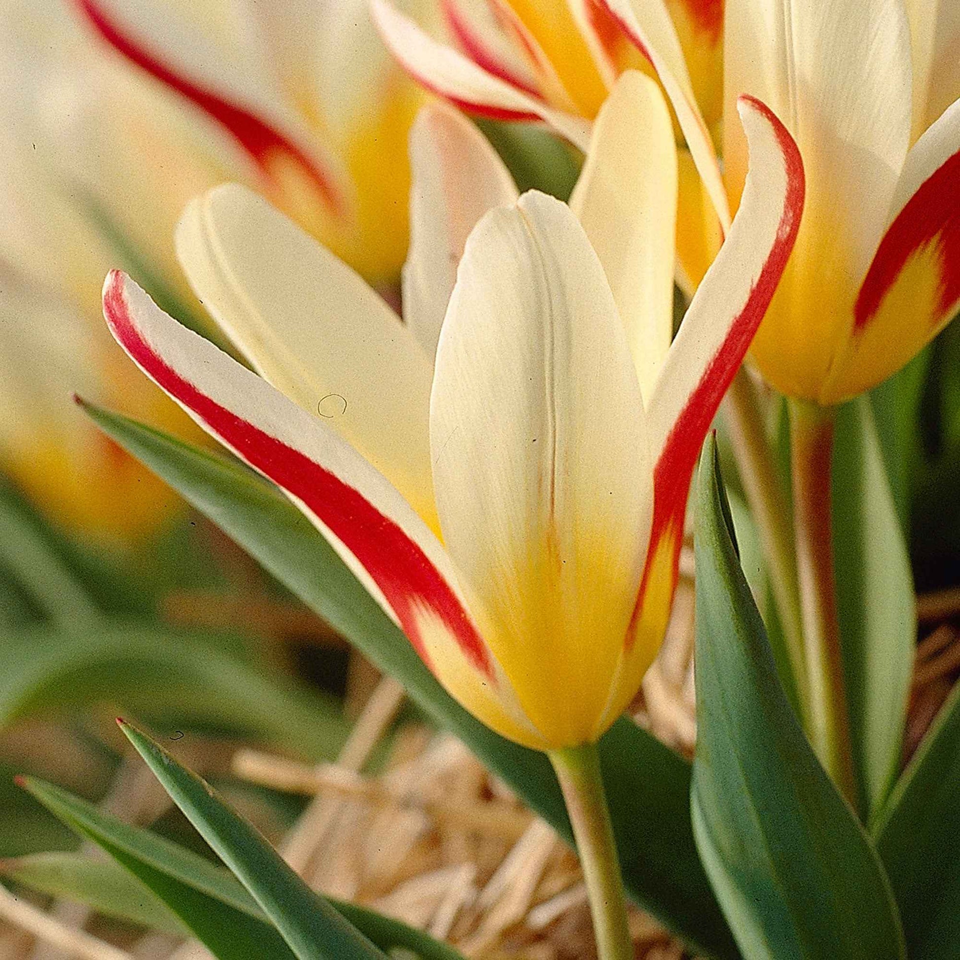 18x Tulpen Tulipa 'The First' rot - Alle beliebten Blumenzwiebeln