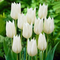 18x Tulpen Tulipa 'White Triumphator' weiβ - Alle Blumenzwiebeln