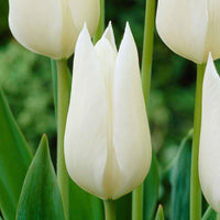 18x Tulpen Tulipa 'White Triumphator' weiβ - Alle beliebten Blumenzwiebeln