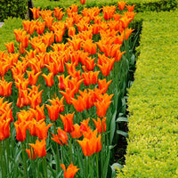18x Tulpen Tulipa 'Ballerina' orange - Alle Blumenzwiebeln