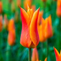 18x Tulpen Tulipa 'Ballerina' orange - Alle beliebten Blumenzwiebeln