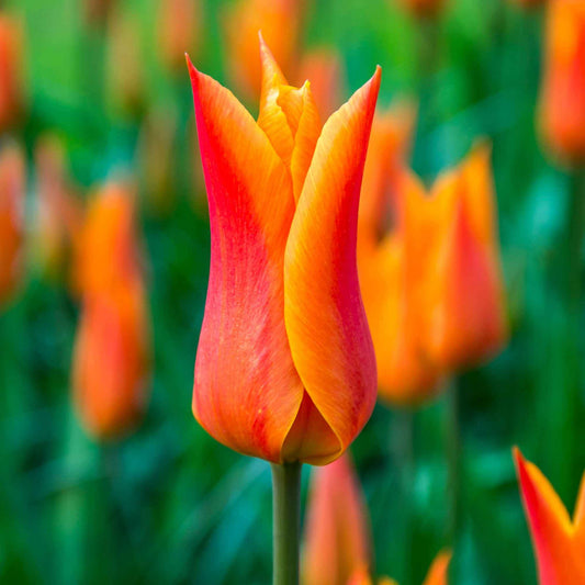 18x Tulpen Tulipa 'Ballerina' orange - Alle beliebten Blumenzwiebeln