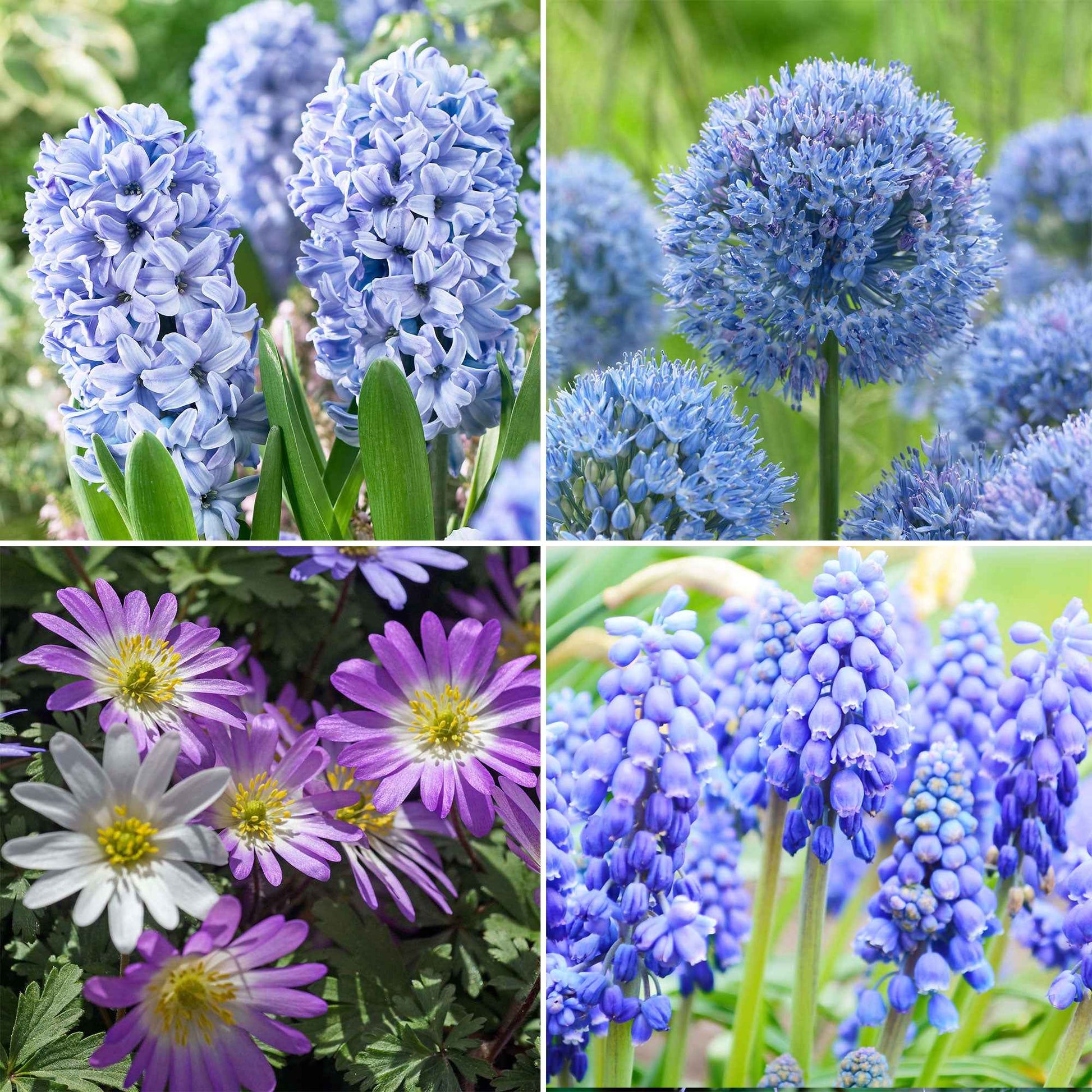 50x Blumenzwiebeln - Mischung 'Blue Collection' blau - Bienen- und schmetterlingsanziehende Blumenzwiebeln