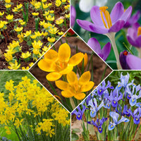 50x Blumenzwiebeln - Mischung 'Bees & Butterflies' lila-gelb-blau - Bienen- und schmetterlingsanziehende Blumenzwiebeln
