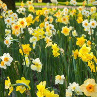 100x Narzisse Narcissus - Mischung 'All Spring' - Alle beliebten Blumenzwiebeln