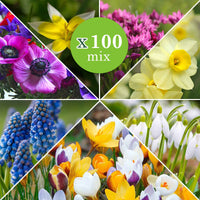 100x Blumenzwiebeln - Mischung 'Running Wild' - Bienen- und schmetterlingsanziehende Blumenzwiebeln