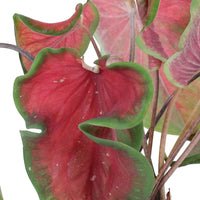Caladium 'Red Ruffles' rot - Grüne Zimmerpflanzen