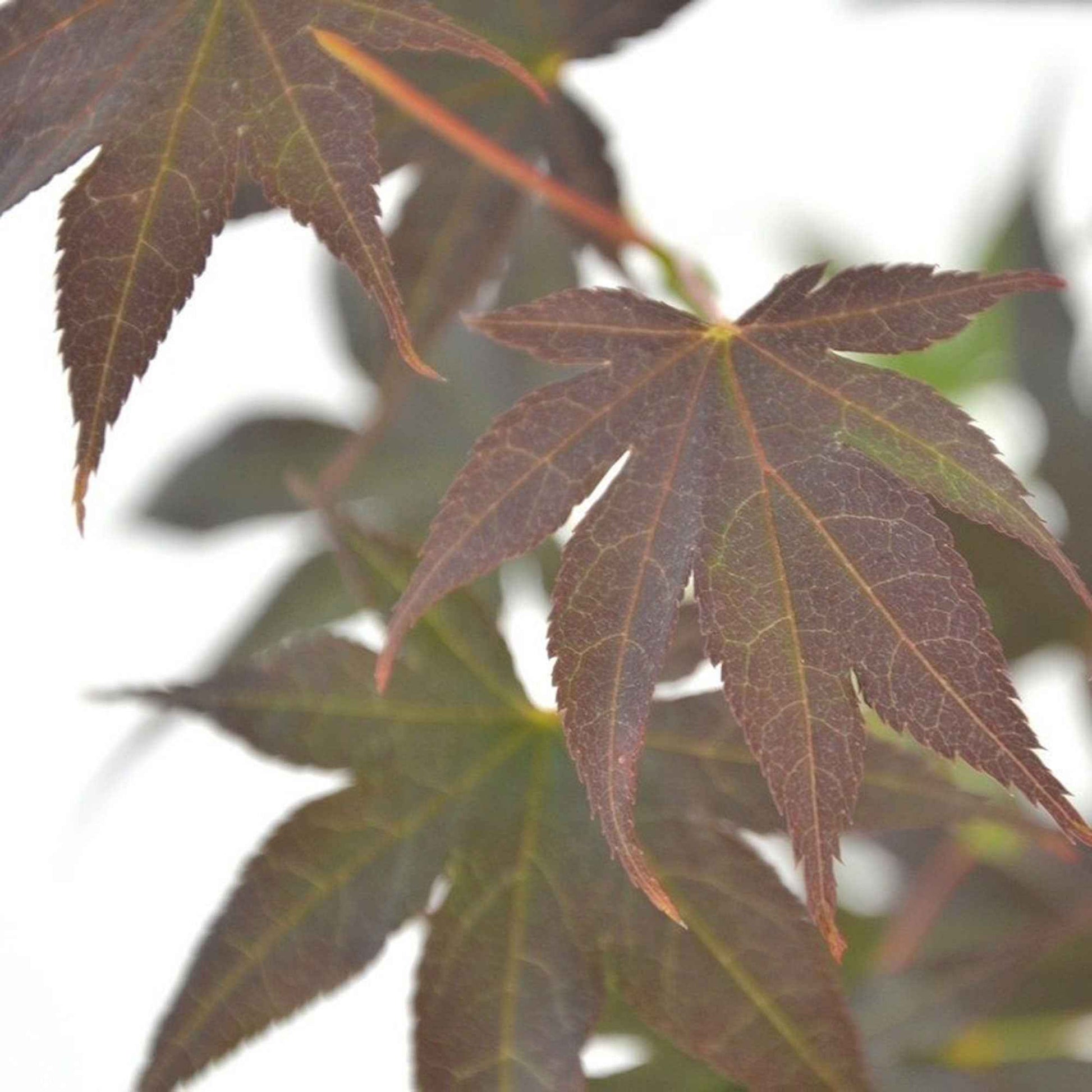 Japanischer Ahorn Acer 'Bloodgood' rot-orange - Winterhart - Pflanzeneigenschaften