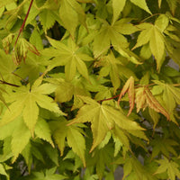 Japanischer Ahorn Acer 'Summer Gold' orange-gelb - Winterhart - Pflanzeneigenschaften