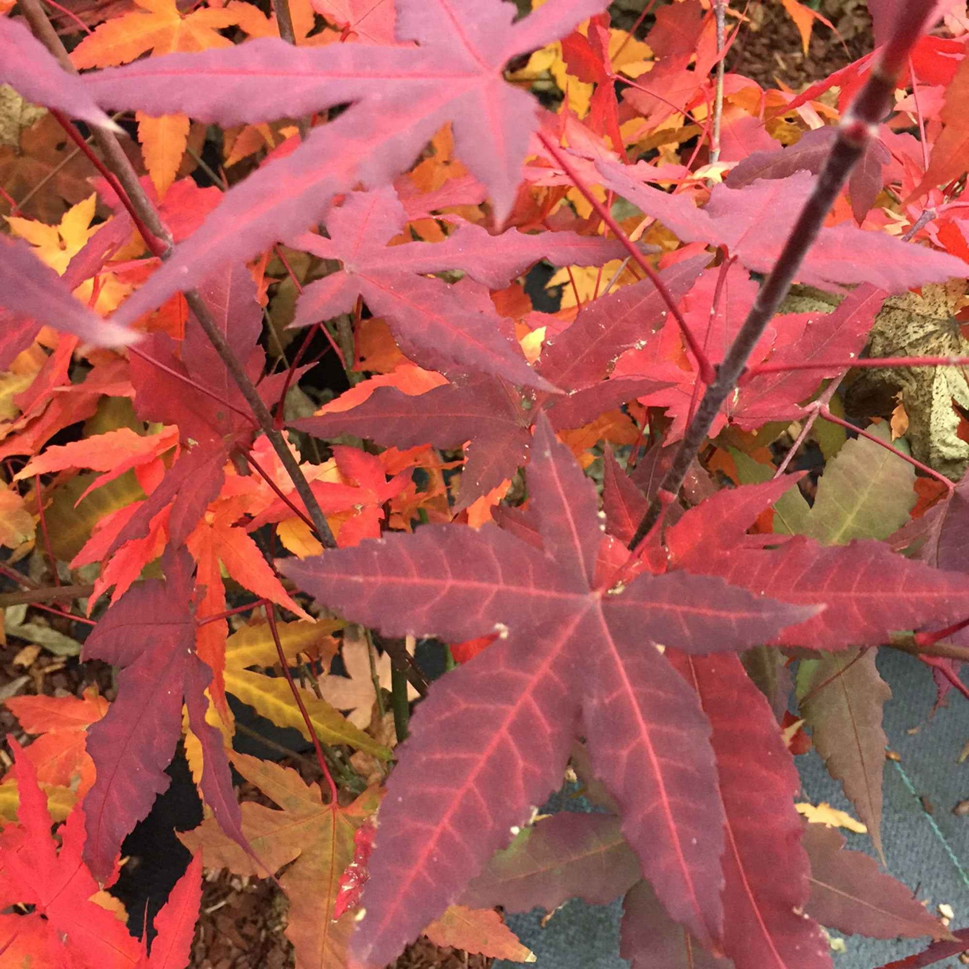 Japanischer Ahorn Acer 'Mystic Jewel' lila-grün-orange - Winterhart - Pflanzeneigenschaften