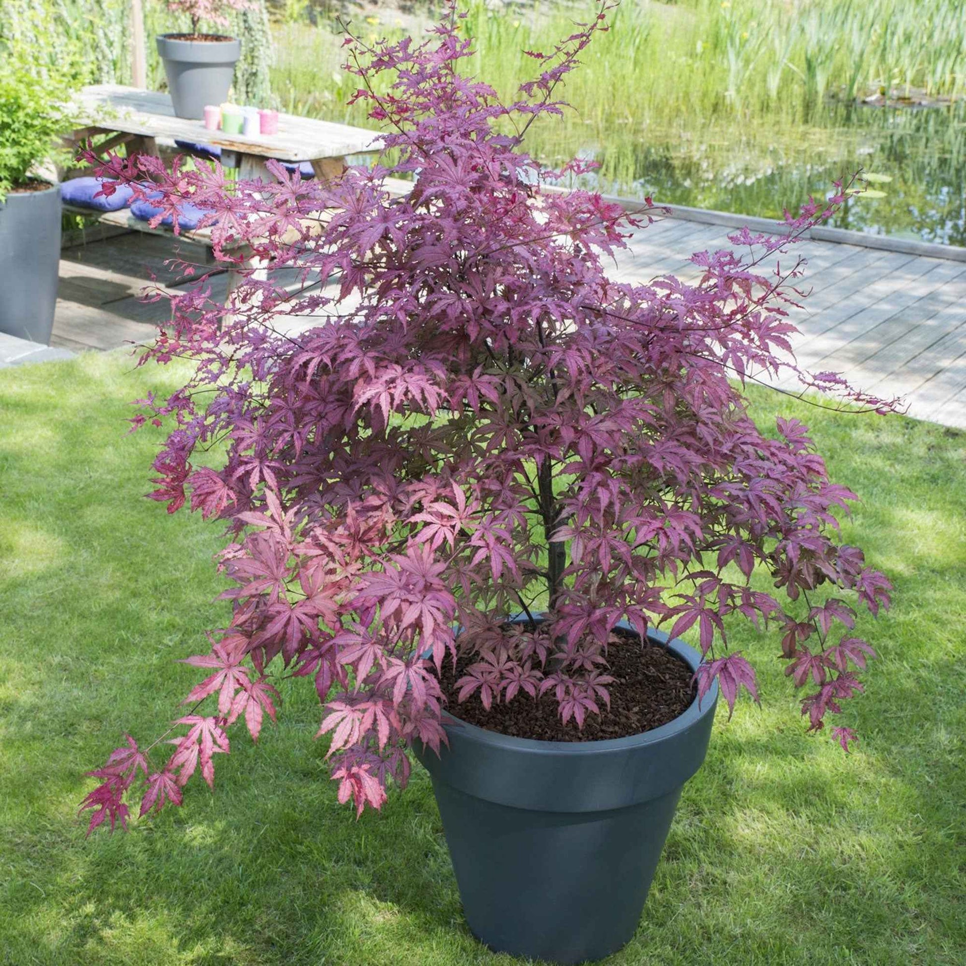 Japanischer Ahorn Acer 'Amagi Shigure' rosa-lila-gemischt - Winterhart - Gartenpflanzen