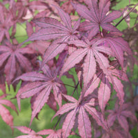 Japanischer Ahorn Acer 'Amagi Shigure' rosa-lila-gemischt - Winterhart - Pflanzeneigenschaften