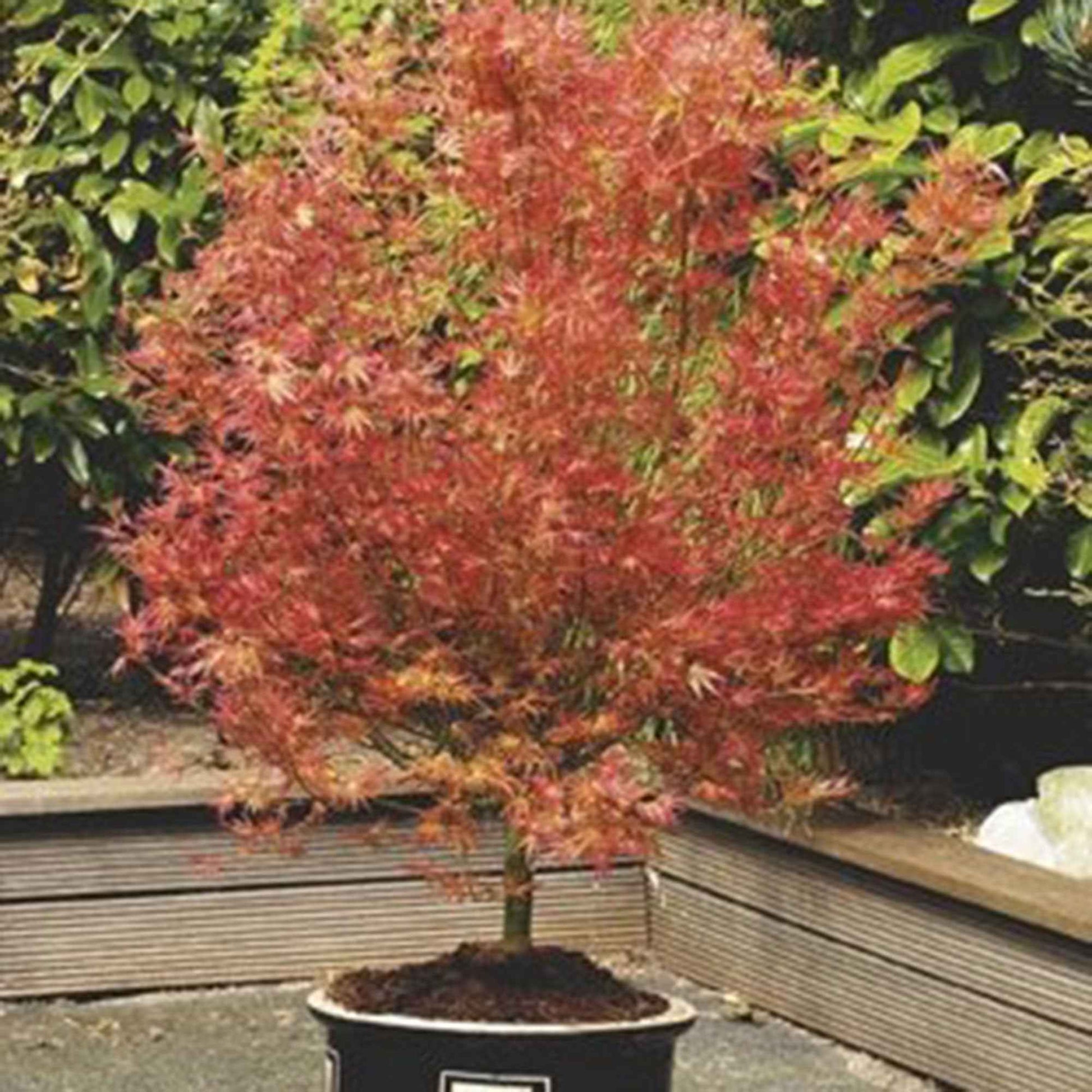 Japanischer Ahorn Acer 'Wilson's Pink Dwarf' rosa-orange-grün - Winterhart - Gartenpflanzen