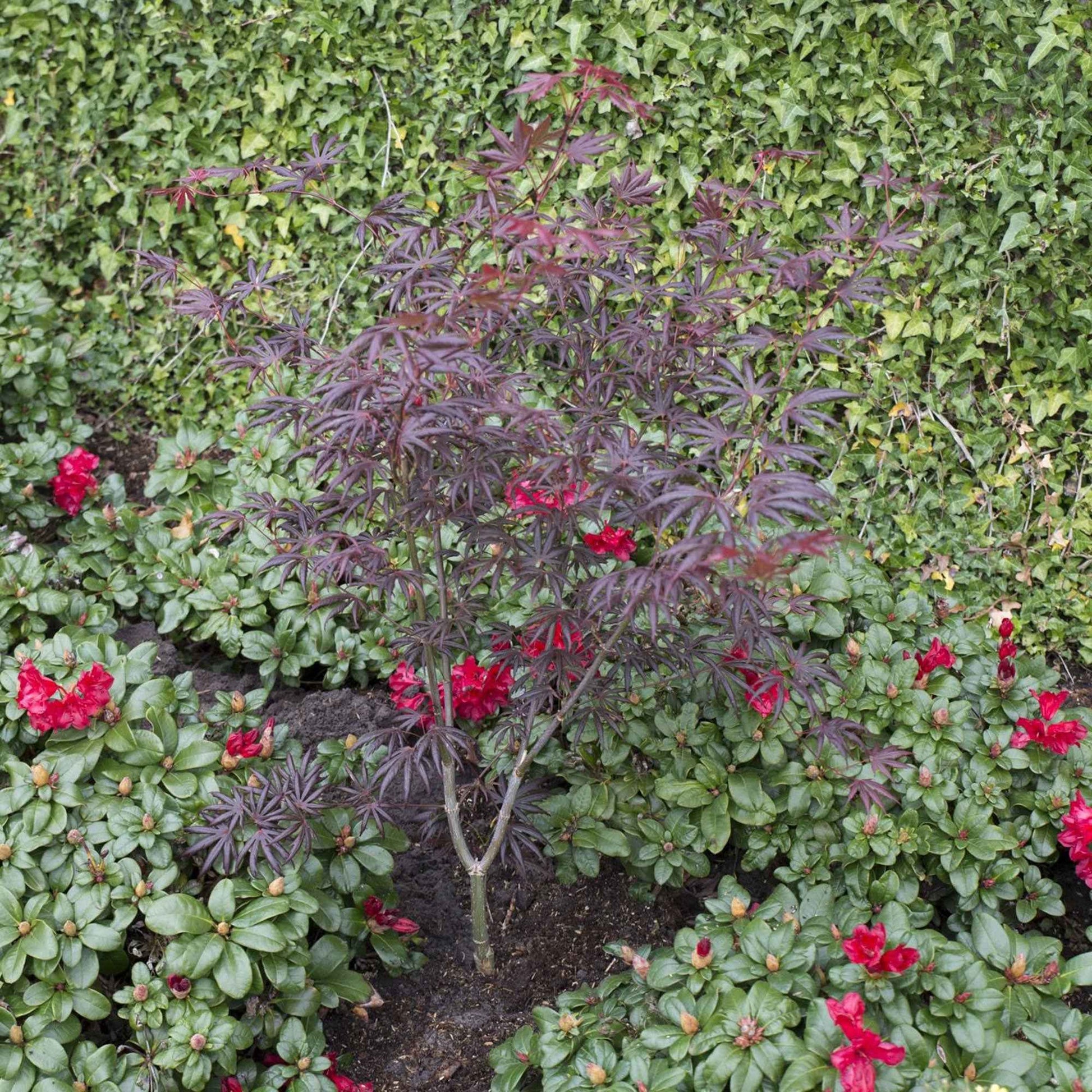 Japanischer Ahorn Acer 'Trompenburg' rot-lila - Winterhart - Gartenpflanzen