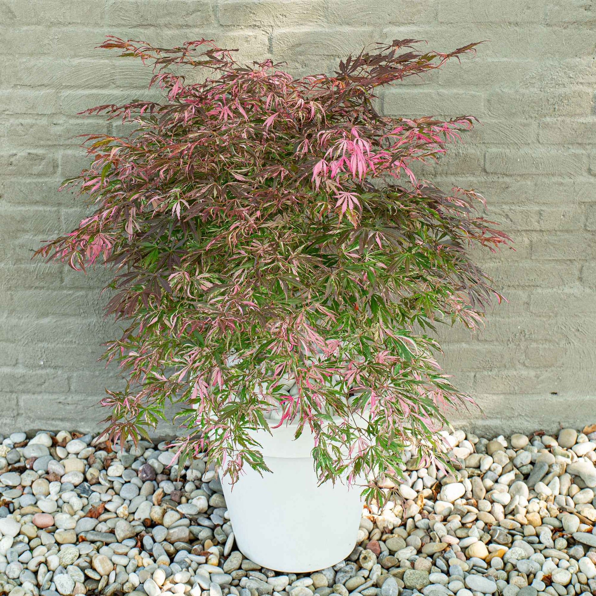 Japanischer Ahorn Acer 'Extravaganza' rot - Winterhart - Gartenpflanzen