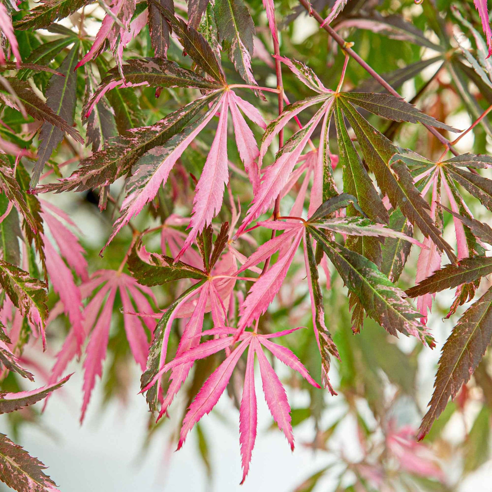 Japanischer Ahorn Acer 'Extravaganza' rot - Winterhart - Pflanzeneigenschaften