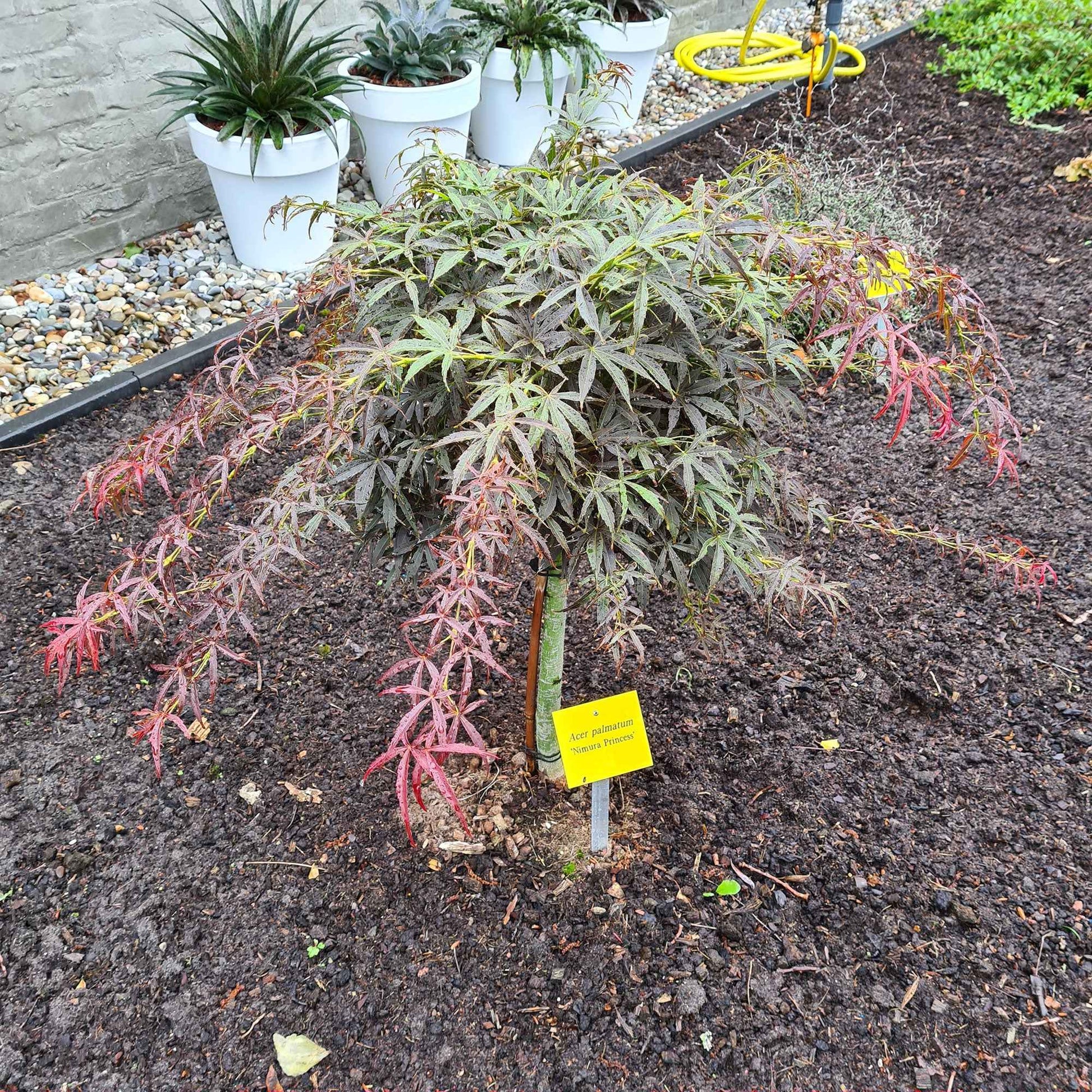 Japanischer Ahorn Acer 'Nimura Princess' rot - Winterhart - Gartenpflanzen