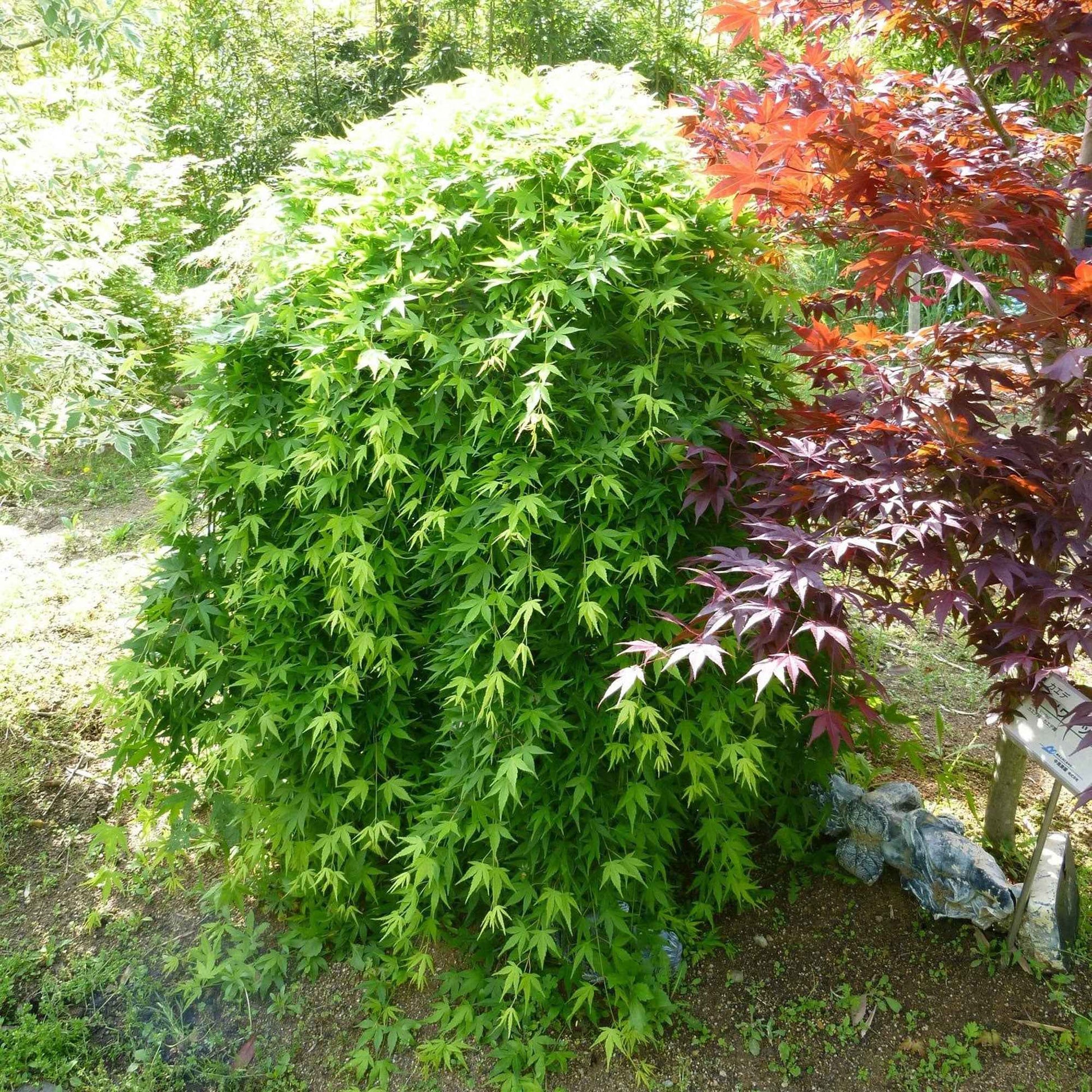 Japanischer Ahorn Acer 'Ryusen' orange-grün - Winterhart - Gartenpflanzen