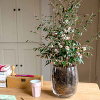 Kamelie Camellia 'Cupido' weiβ-rosa - Winterhart - Gartenpflanzen
