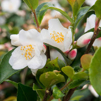 Kamelie Camellia 'Beauty Blush' weiβ - Winterhart - Immergrüne Sträucher