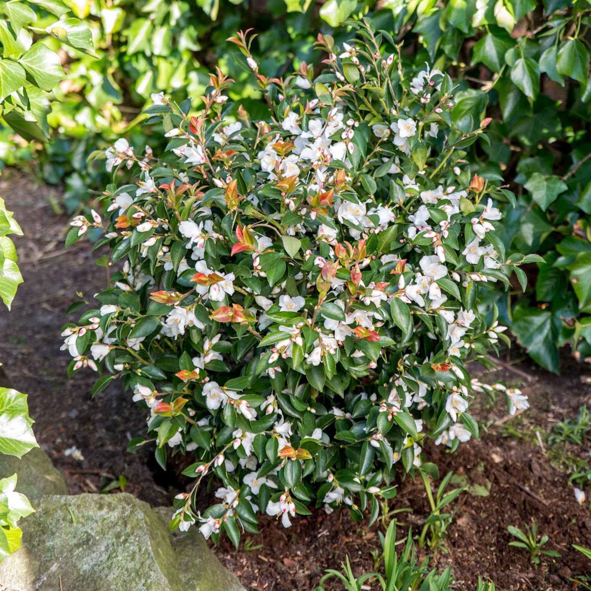 Kamelie Camellia 'Beauty Blush' weiβ - Winterhart - Gartenpflanzen