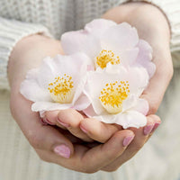 Kamelie Camellia 'Winter Perfume Pearl' weiβ-rosa - Winterhart - Immergrüne Sträucher