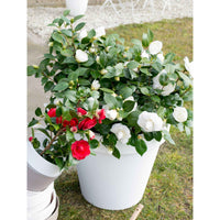 Kamelie Camellia 'Winter Perfume Pearl' weiβ-rosa - Winterhart - Gartenpflanzen