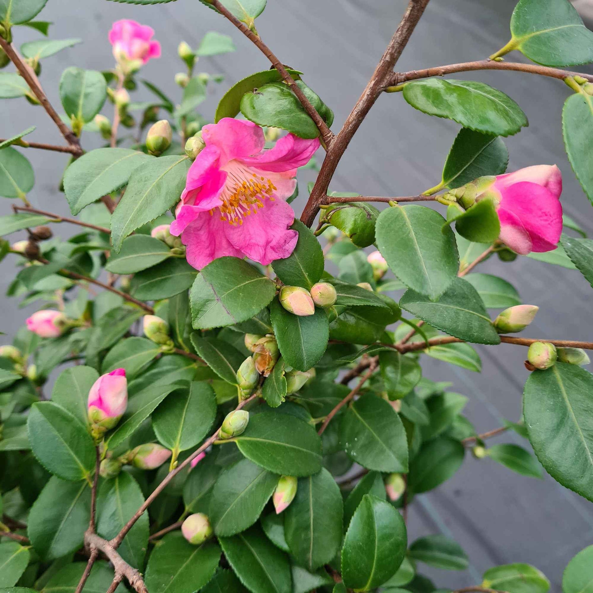 Kamelie Camellia 'Winter Perfume Pink' rosa - Winterhart - Blühende Sträucher