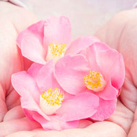 Kamelie Camellia 'Winter Perfume Pink' rosa - Winterhart - Immergrüne Sträucher