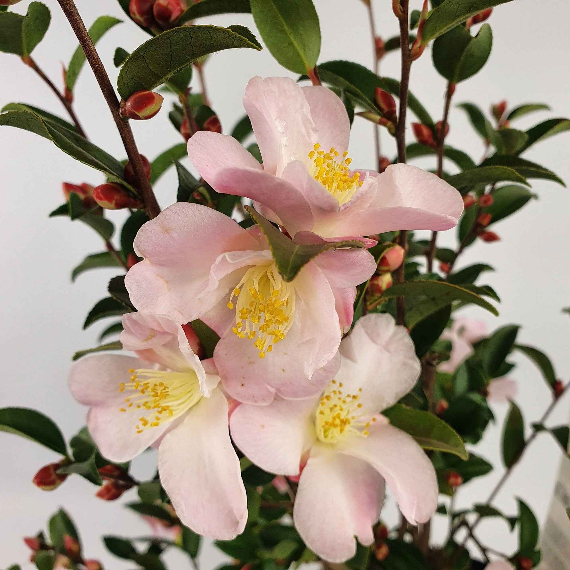 Kamelie Camellia 'Fairy Blush' rosa - Winterhart - Blühende Sträucher