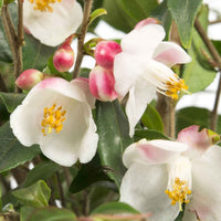 Kamelie Camellia 'Cupido' weiβ-rosa - Winterhart - Immergrüne Sträucher