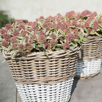 Skimmie japonica 'Marlot' rot-rosa - Winterhart - Gartenpflanzen