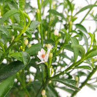 Wachsblume Eriostemon 'Flower Girl White' weiβ - Winterhart - Pflanzeneigenschaften