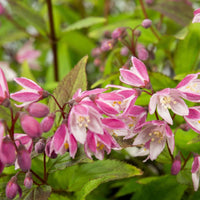 Brautblume Deutzia 'Yuki Cherry Blossom' rosa - Winterhart - Pflanzeneigenschaften
