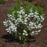 Perlstrauch Exochorda 'Magical Springtime' weiβ - Winterhart - Gartenpflanzen
