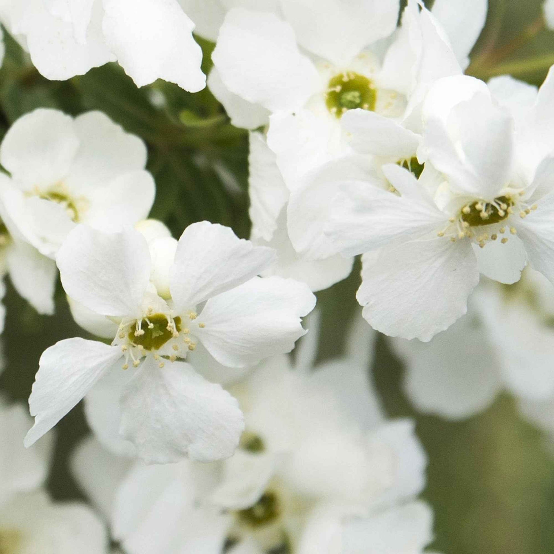 Perlstrauch Exochorda 'Magical Springtime' weiβ - Winterhart - Pflanzeneigenschaften
